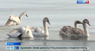 Стаю замерзающих на Солёном озере лебедей спасли жители Батайска