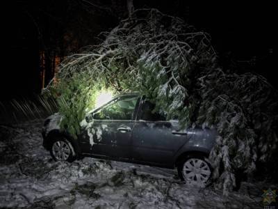 Дерево упало на автомобиль. Считается ли такой случай страховым? Поговорили с экспертами