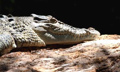 Австралиец самостоятельно преодолел крокодила, который схватил его за голову