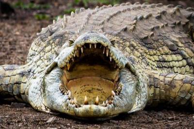 Австралия - Мужчина вырвался из пасти крокодила, схватившего его за голову - zik.ua