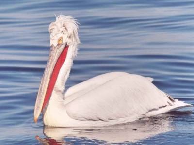 В Сенегале у пеликанов обнаружили высоко заразный птичий грипп