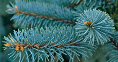 Сибирские ученые выяснили, как появляются голубые ели
