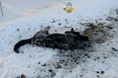 Живодеры расстреляли двух собак на трассе в Новосибирской области