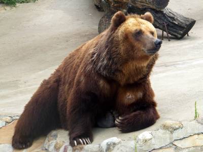 Московский зоопарк показывает, как зимуют медведи – Учительская газета