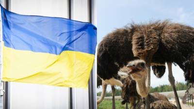 Политтехнолог сравнил власти Украины с прячущим голову в песок страусом