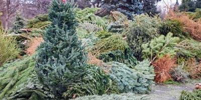 Из новогодних елок создадут экологические тропы – Учительская газета