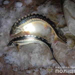 В Бердянске полиция поймала браконьеров. Фото