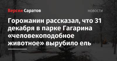 Горожанин рассказал, что 31 декабря в парке Гагарина «человекоподобное животное» вырубило ель