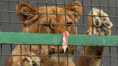 Госсобрание Башкирии предложило запретить передвижные зоопарки в России