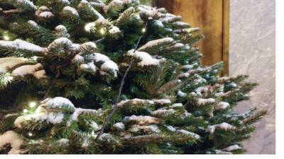 Петербуржцам предложили сдать новогодние елки на корм для животных