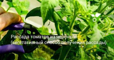Рассада томатов из черенков (вегетативный способ получения рассады)