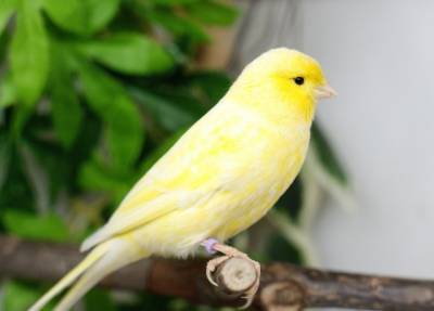 Певчие птицы – радость в доме, какую из них выбрать и чего ждать от нее