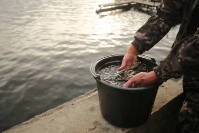 На 8,6 млн штук молоди рыбы пополнились водоемы Волгоградской области