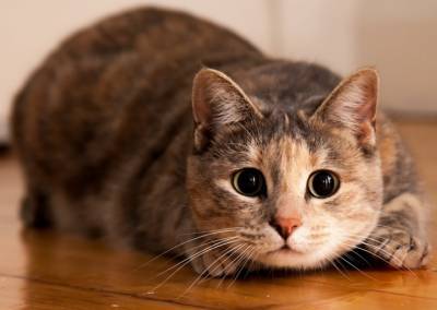 Цистит у кошки – как выявить и чем его лечить, как помочь питомцу
