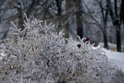 Последствия ледяного дождя в Псковской области устранят завтра - губернатор