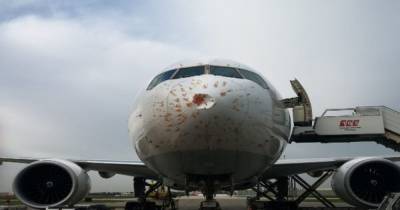 В Турции стая птиц повредила самолет во время полета: он совершил экстренную посадку