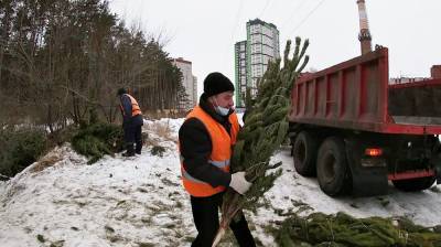 Вторая жизнь ёлок. Как выброшенные новогодние деревья помогут благоустроить Воронеж