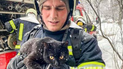 В Киеве пожарные спасли кота из огненной ловушки: щемящее фото