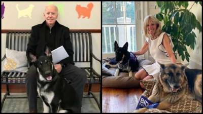 Семья Байденов перевезла своих собак в Белый дом – Голос Америки