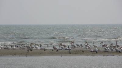 В птичьем заповеднике Сенегала массово погибли пеликаны