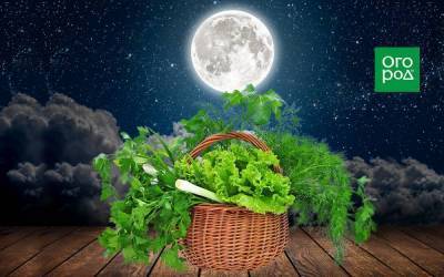Лунный календарь огородника на 2021 год: выращивание зелени