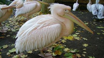 Высокопатогенный птичий грипп обнаружили у погибших пеликанов в Сенегале