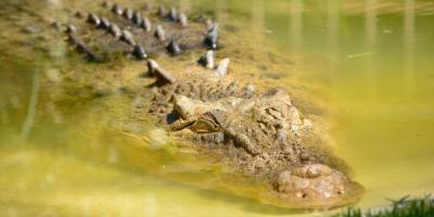 В Австралии мужчина вырвался из пасти крокодила, который схватил его за голову, разжав челюсти руками