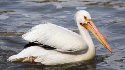 Пеликаны из нацпарка Сенегала заразились опасным птичьим гриппом