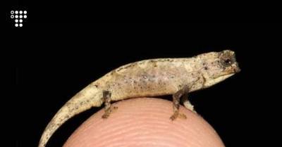 На Мадагаскаре нашли новый миниатюрный вид хамелеонов. Похоже, это самые маленькие рептилии в мире