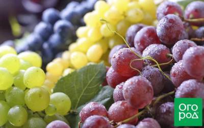 Винные сорта винограда для средней полосы – выбираем лучший