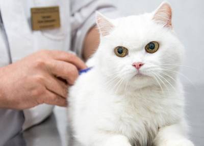 Более 430 тысяч животных вакцинировали за прошлый год ветеринары в Москве