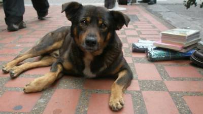 «Цифры недостаточные»: За январь в Саратове отловили всего 23 собаки