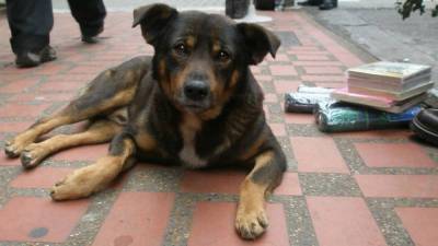 Цифры недостаточные: За январь в Саратове отловили всего 23 собаки