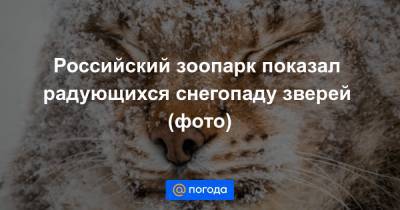 Российский зоопарк показал радующихся снегопаду зверей (фото)