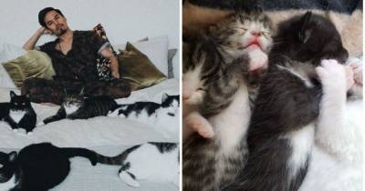Мимими дня: мужчина показал жизнь с пятью котиками, которых приютил два года назад