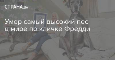 Умер самый высокий пес в мире по кличке Фредди - strana.ua
