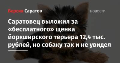 Саратовец выложил за «бесплатного» щенка йоркширского терьера 12,4 тыс. рублей, но собаку так и не увидел