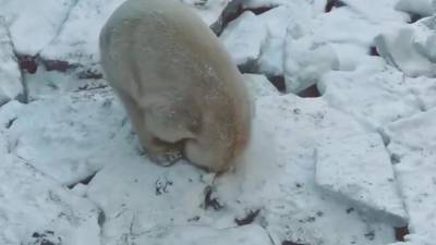 Медведица Хаарчаана из Ленинградского зоопарка начала субботу с лежачих игр - piter.tv