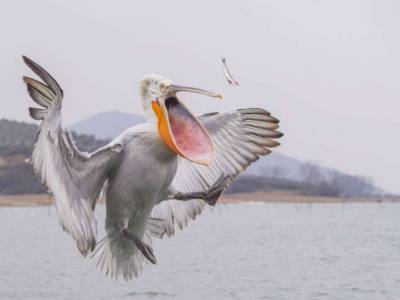 В Сенегале произошел массовый мор пеликанов