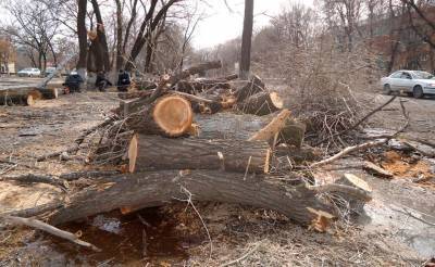 В Узбекистане в прошлом году было незаконно вырублено свыше 7,8 тысячи деревьев