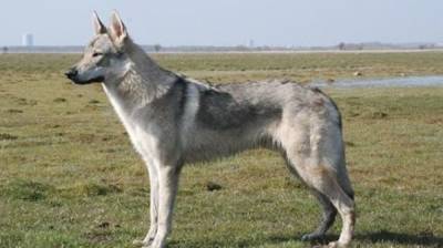 Гибрид собаки и волка покусал людей в ульяновском парке