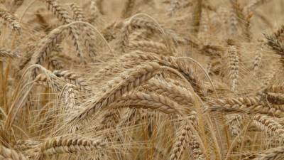 Спрогнозированы последствия повышения пошлин на экспорт российской пшеницы