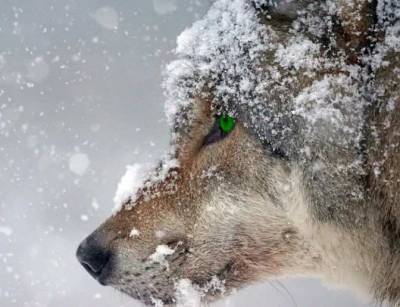 В Ульяновске сбежавший из вольера волкособ напал на людей