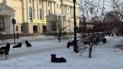 Тюменцев пугает стая собак, гуляющая около драмтеатра
