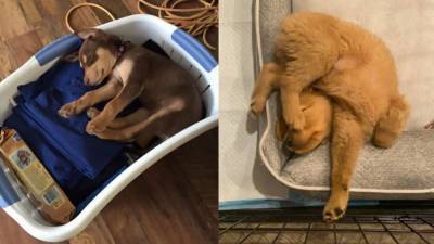 Пользователей Сети умилил челлендж со спящими в смешных позах собаками
