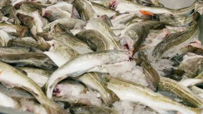 Россия нашла решение по переработке рыбы после ограничений Китая
