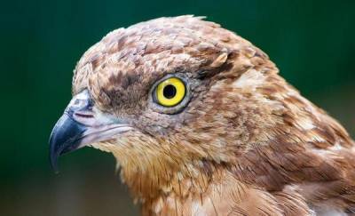 В Тюменской области обнаружили редкие виды птиц