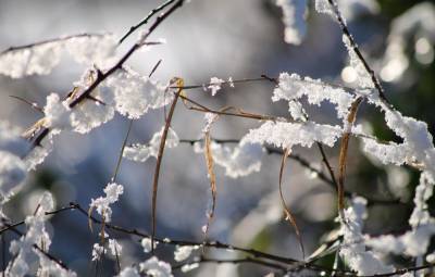 Зима отменяется: синоптики Луганщины рассказали о погоде на начало февраля