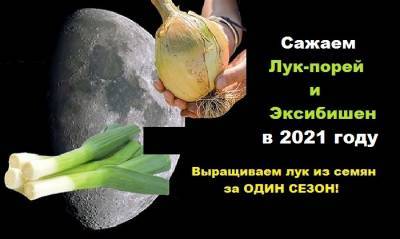 Когда сажать лук-порей и Эксибишен на рассаду в 2021 году: оптимальные сроки для регионов по Лунному календарю