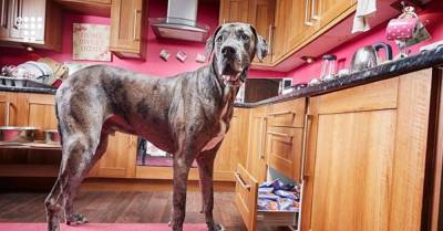 В Великобритании в возрасте восьми с половиной лет умерла самая высокая собака в мире. Ее рост составлял более метра